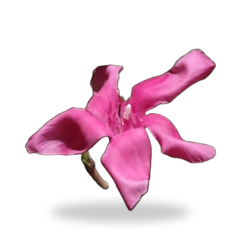 Dipladenia Madina Pink