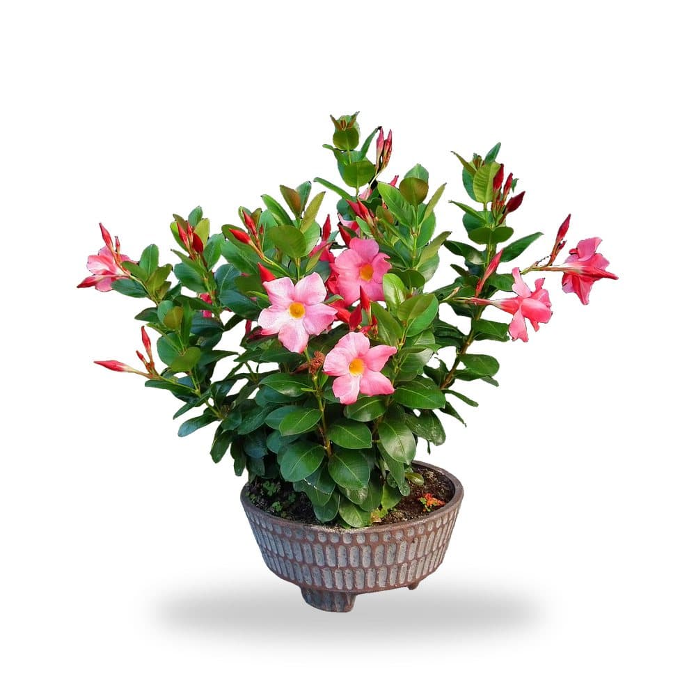 Dipladenia Madina Pink