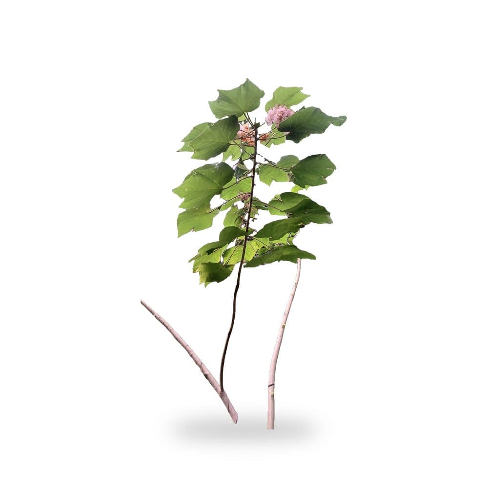 Dombeya Seminole