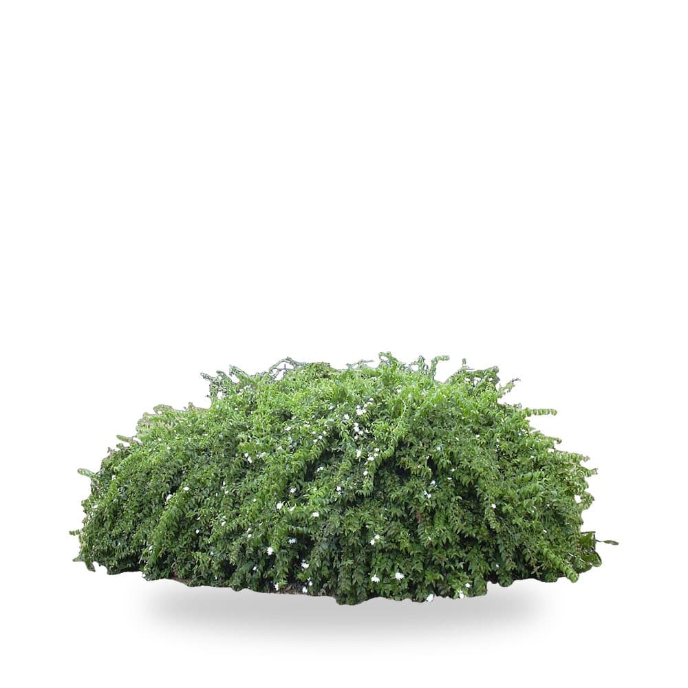 Downy Jasmine