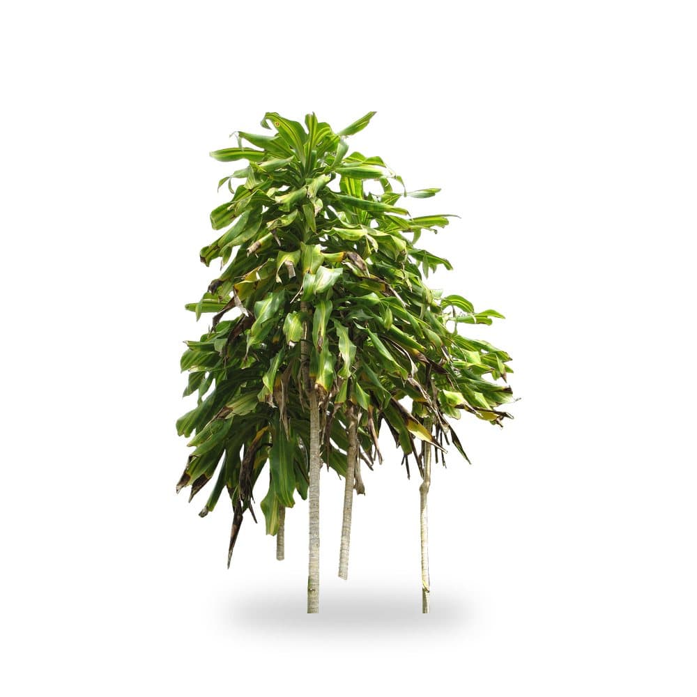 Dracaena Lemon Lime
