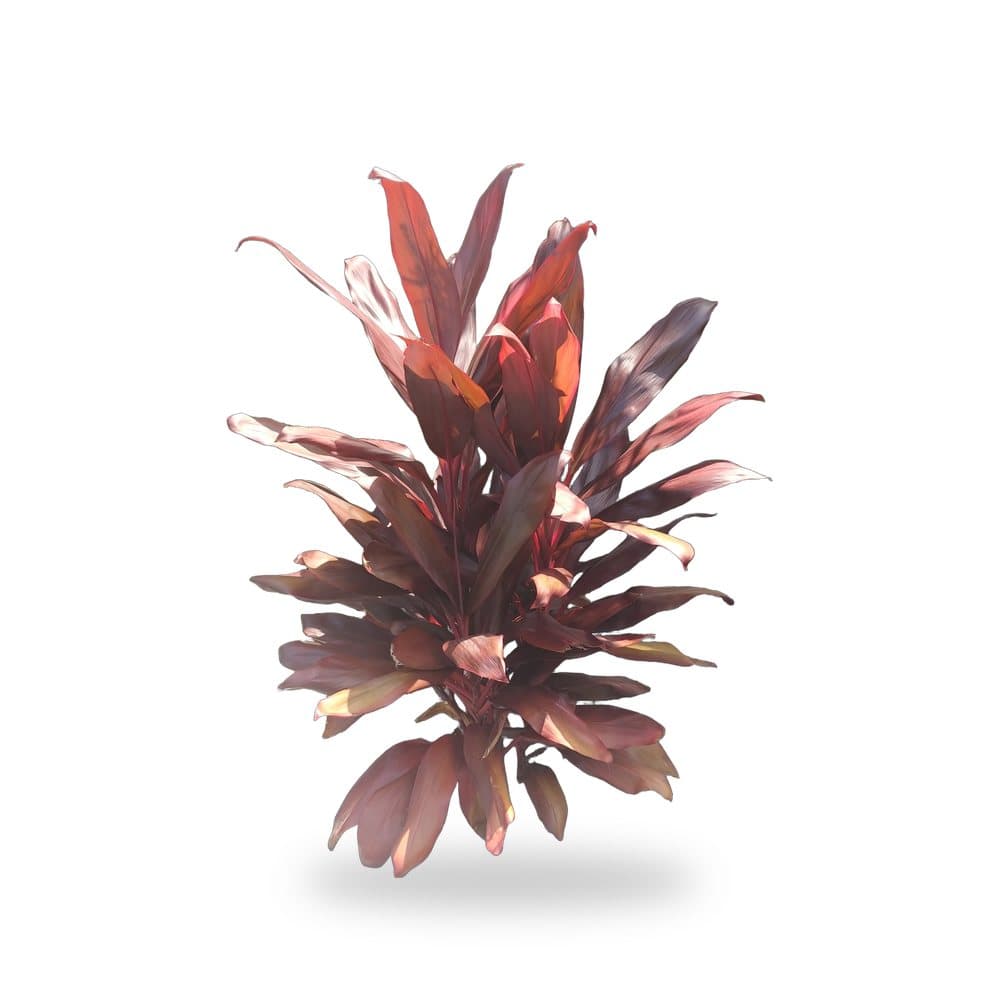 Dracaena Red Princess