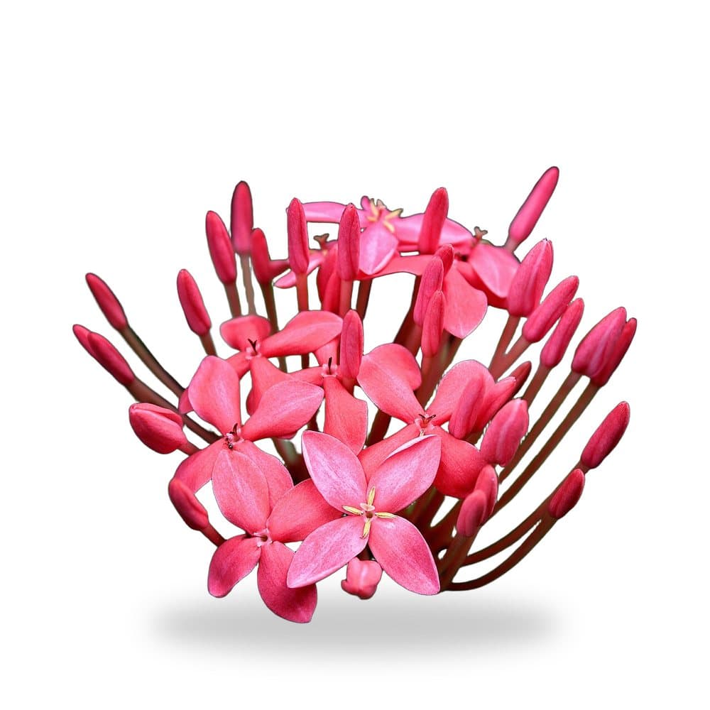 Dwarf Ixora Red