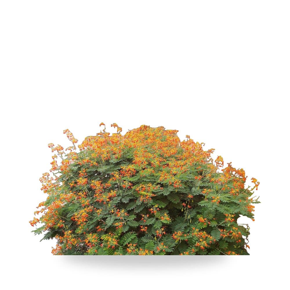 Dwarf Royal Poinciana