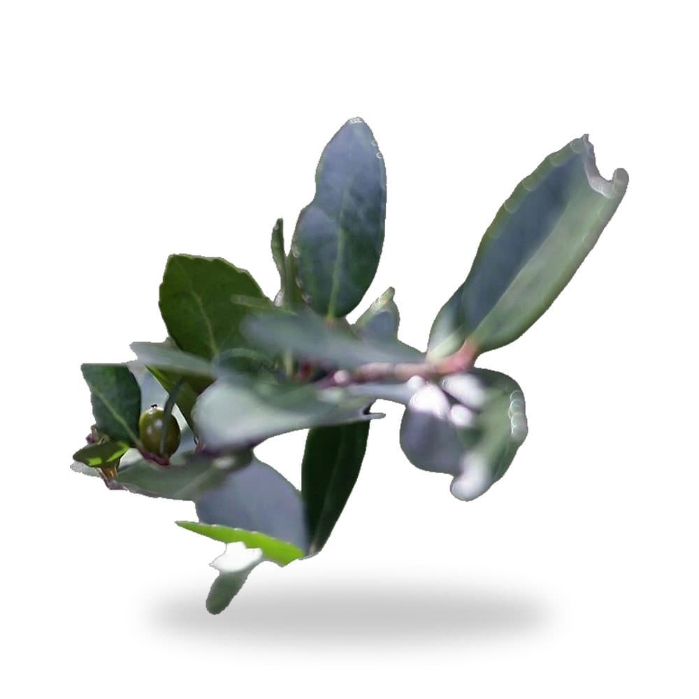 Dwarf Yaupon Holly (Schillings)