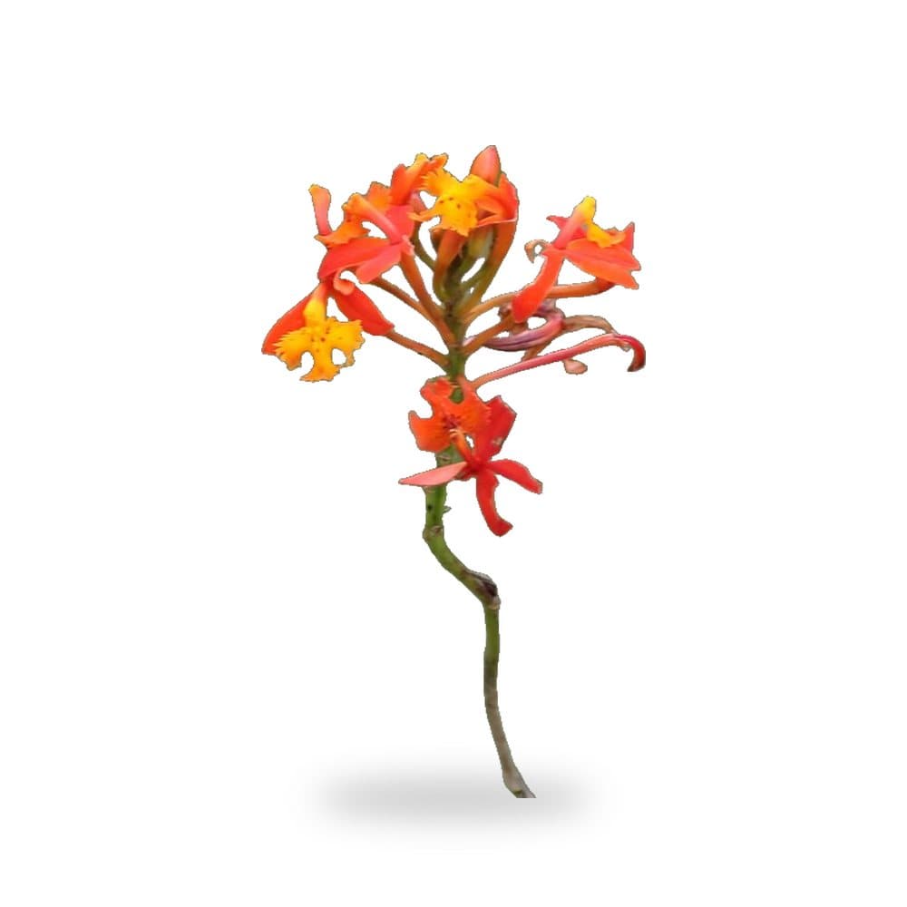 Epidendrum Orchid Orange (3 Gallon) for sale at Florida Palm and Plant Co. in SW Florida