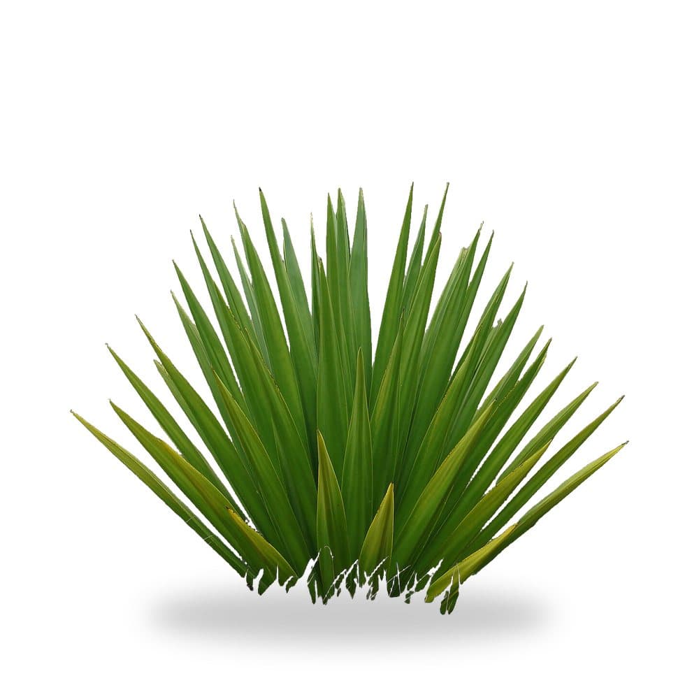 False Agave