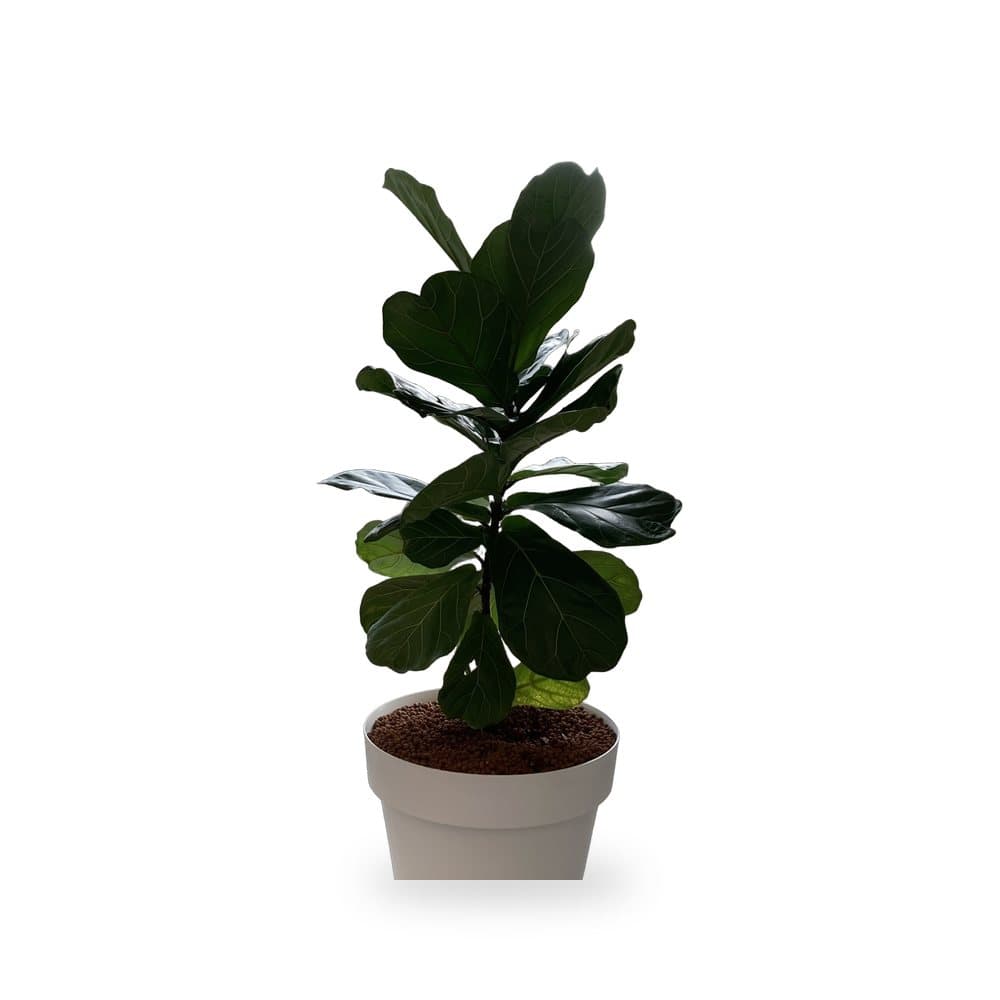 Ficus Lyrata (Fiddle Leaf Fig)