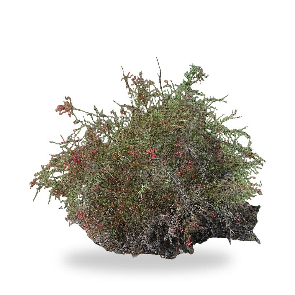 Firecracker Plant (3 Gallon) for sale at Florida Palm and Plant Co. in SW Florida
