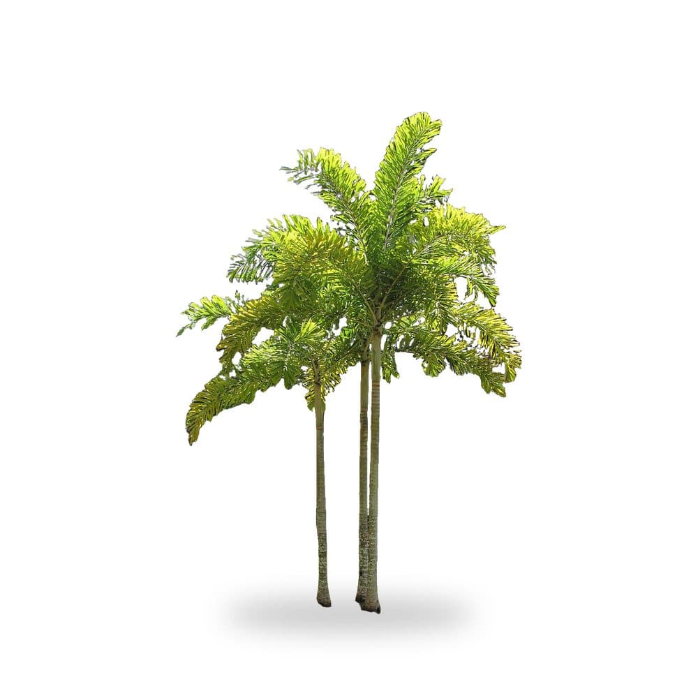 Foxtail Palm delivered and installed in Cape Coral, FL by Florida Palm and Plant Co.