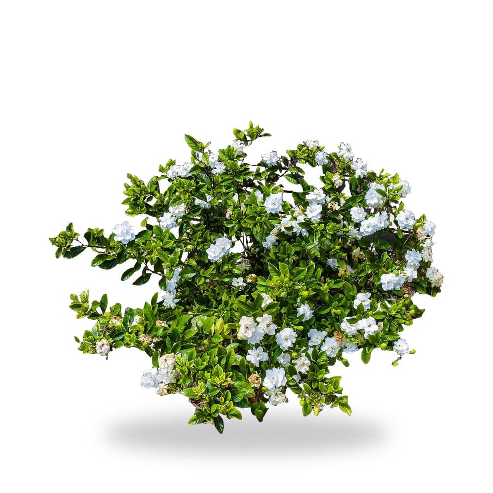 Gardenia Miami Supreme Tree