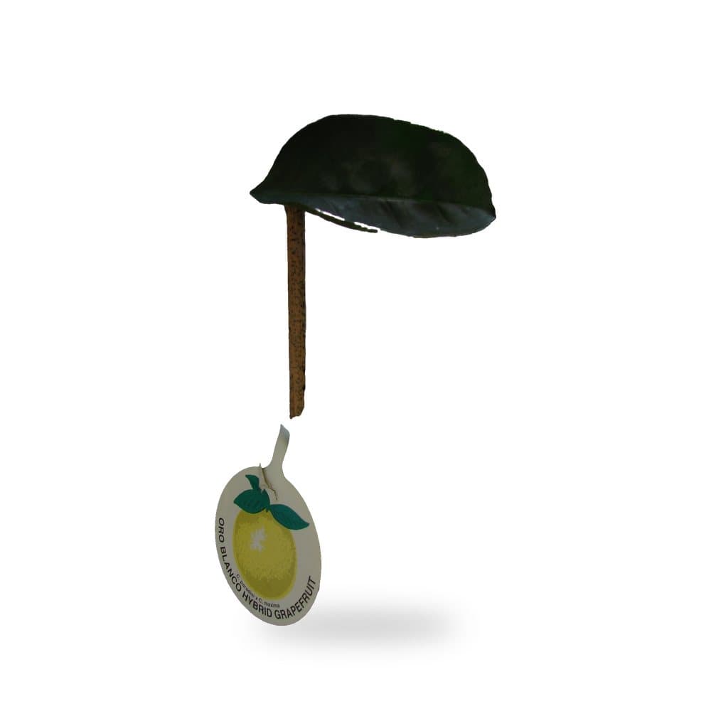 Grapefruit Tree