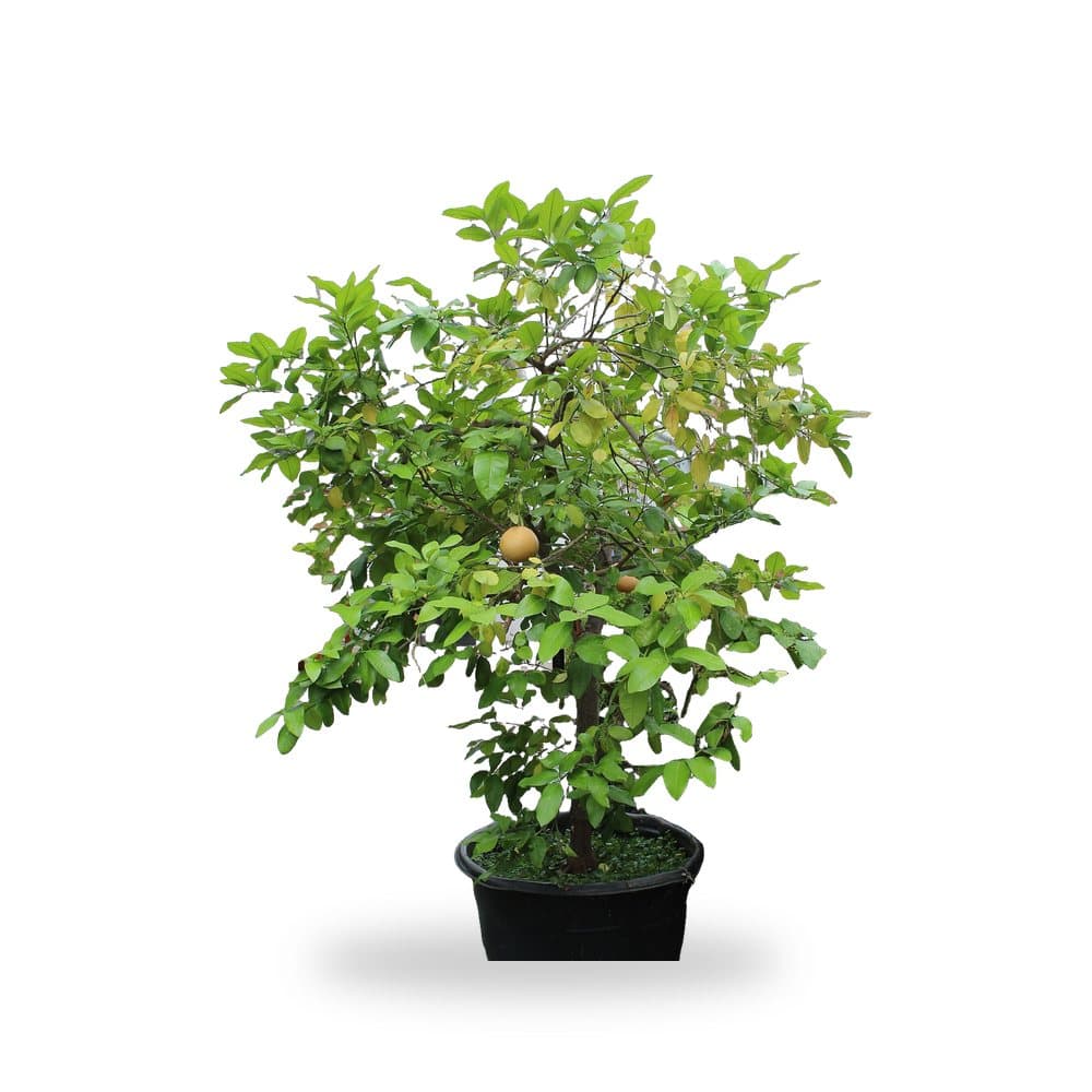 Grapefruit Tree