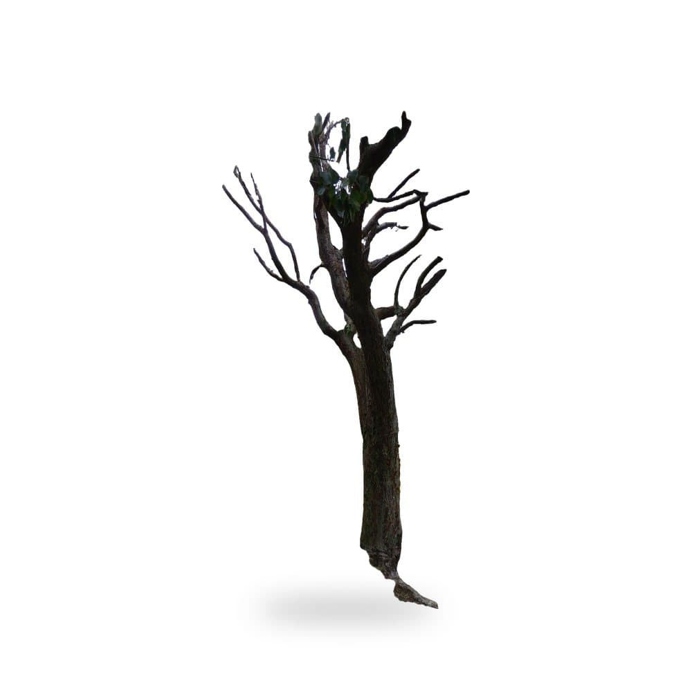 Gumbo Limbo Tree