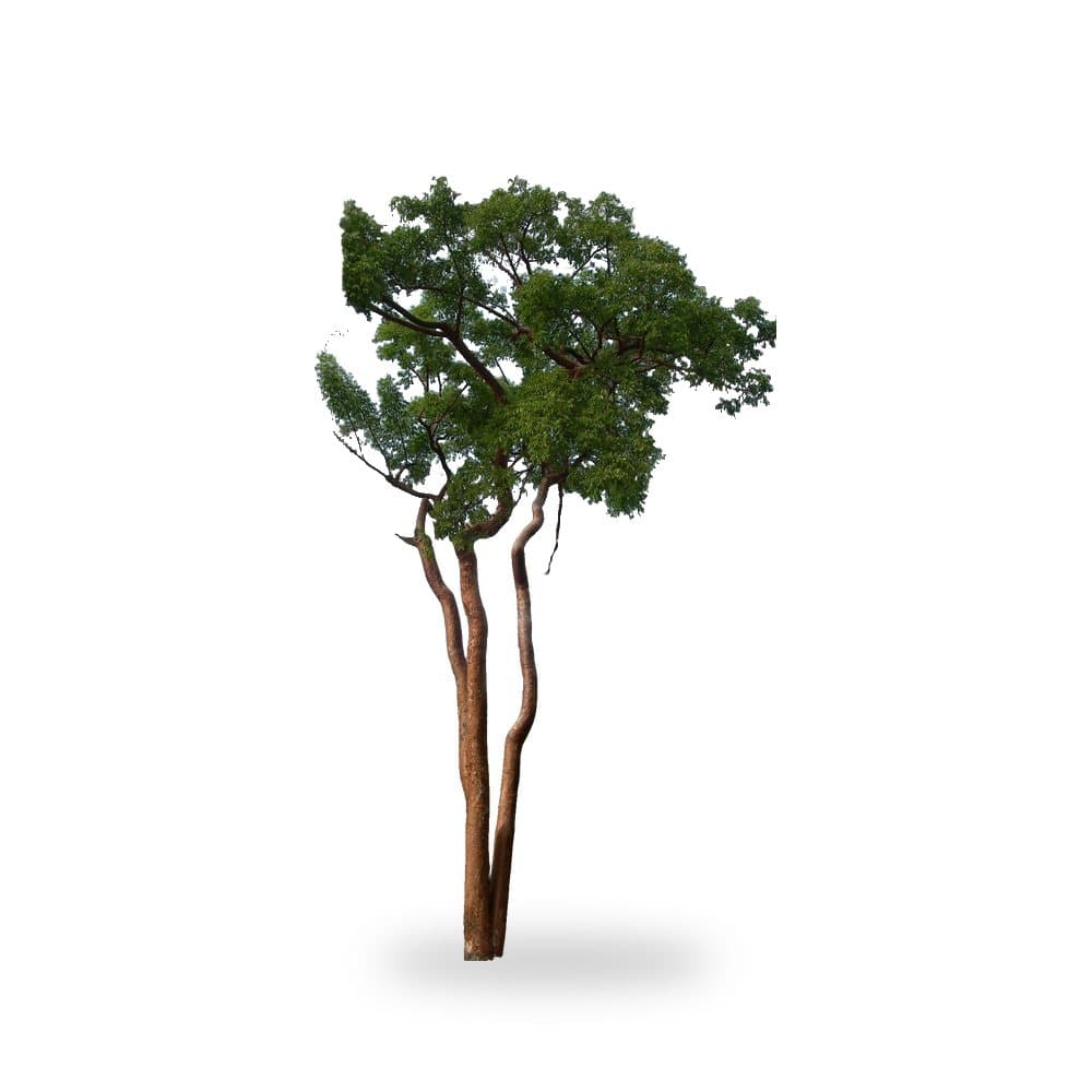 Gumbo Limbo Tree