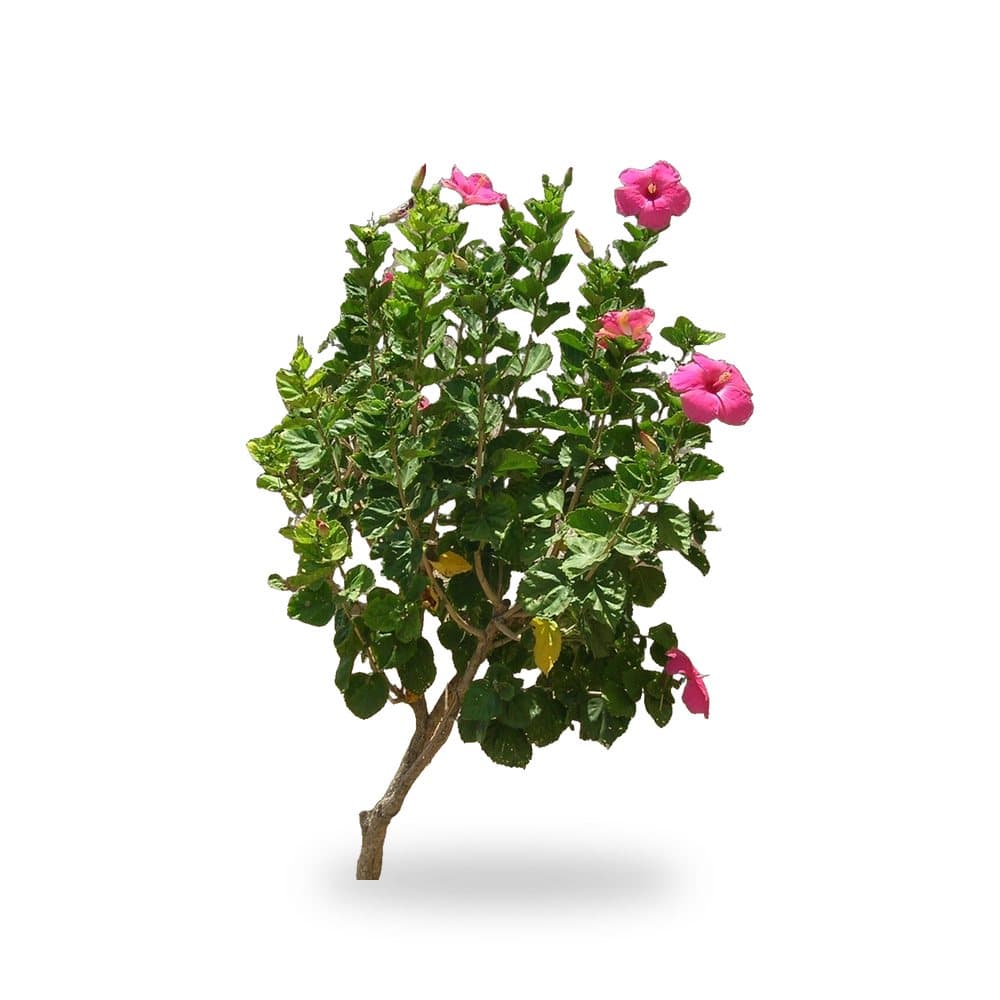 Hibiscus Pink Anderson Tree