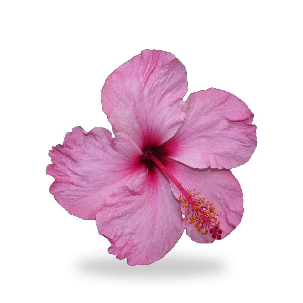 Hibiscus Tequila