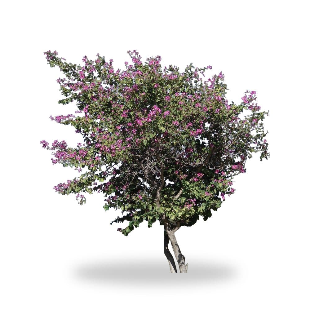 Hong Kong Orchid Tree