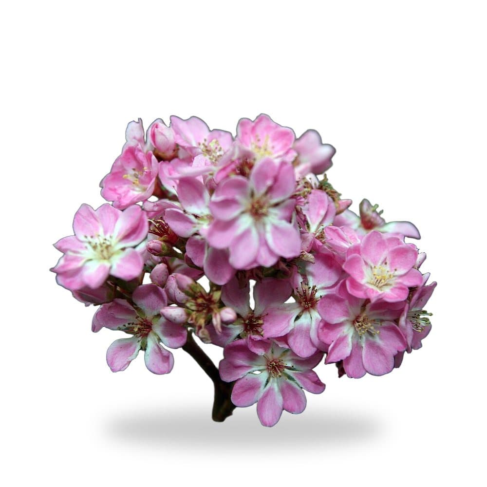 Indian Hawthorn (3 Gallon) for sale at Florida Palm and Plant Co. in SW Florida