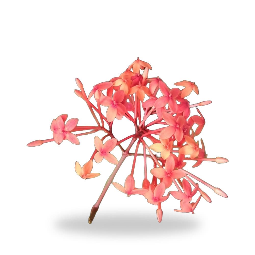 Ixora Maui (3 Gallon) for sale at Florida Palm and Plant Co. in SW Florida