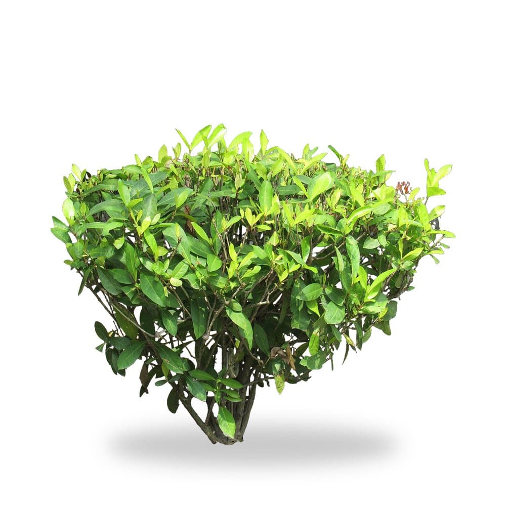 Ixora Taiwan