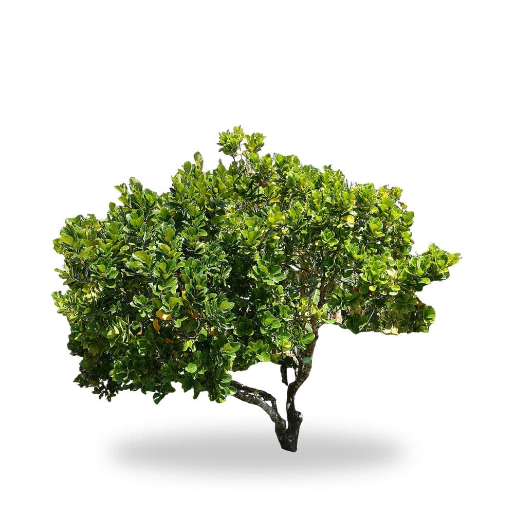 Jackfruit