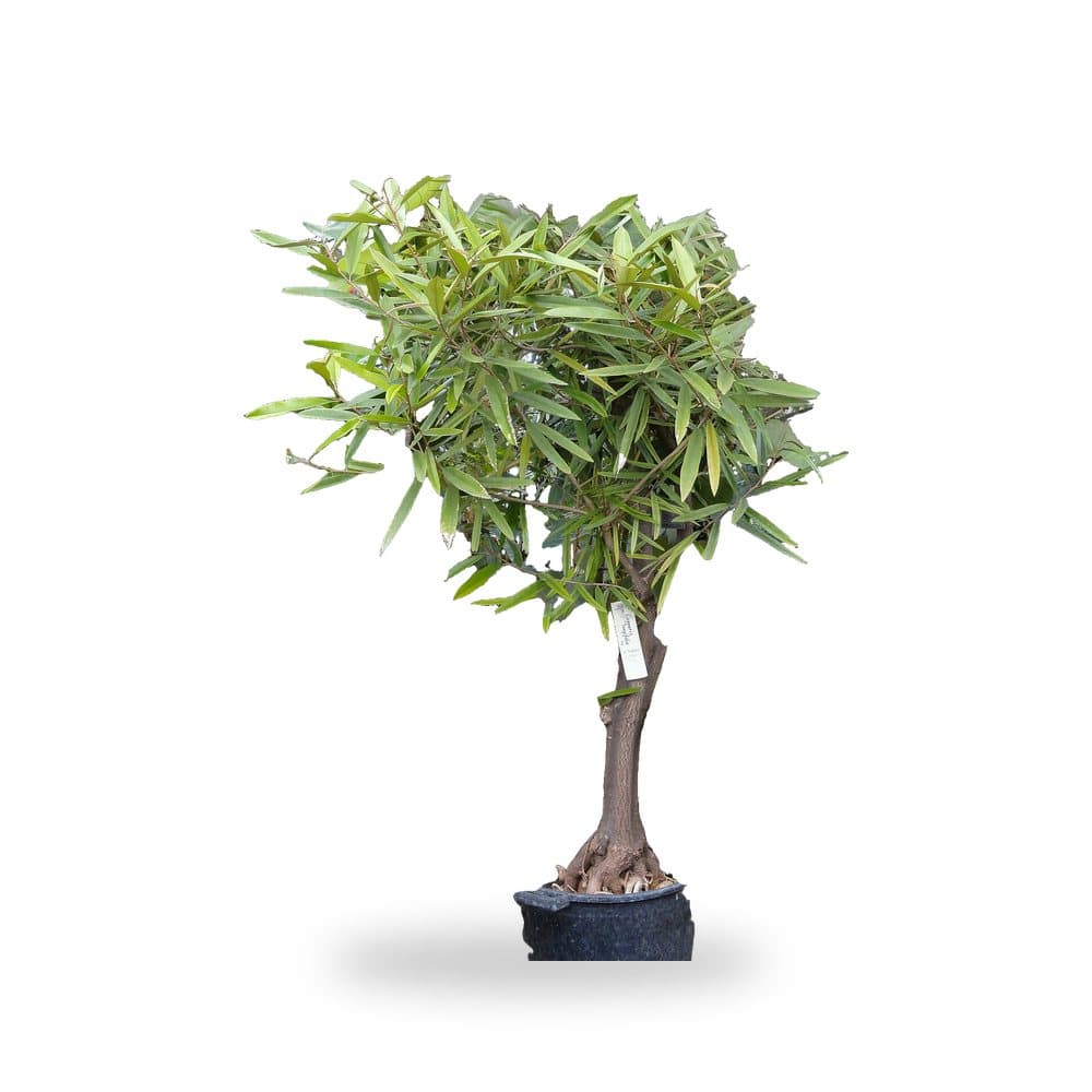 Jamaican Caper