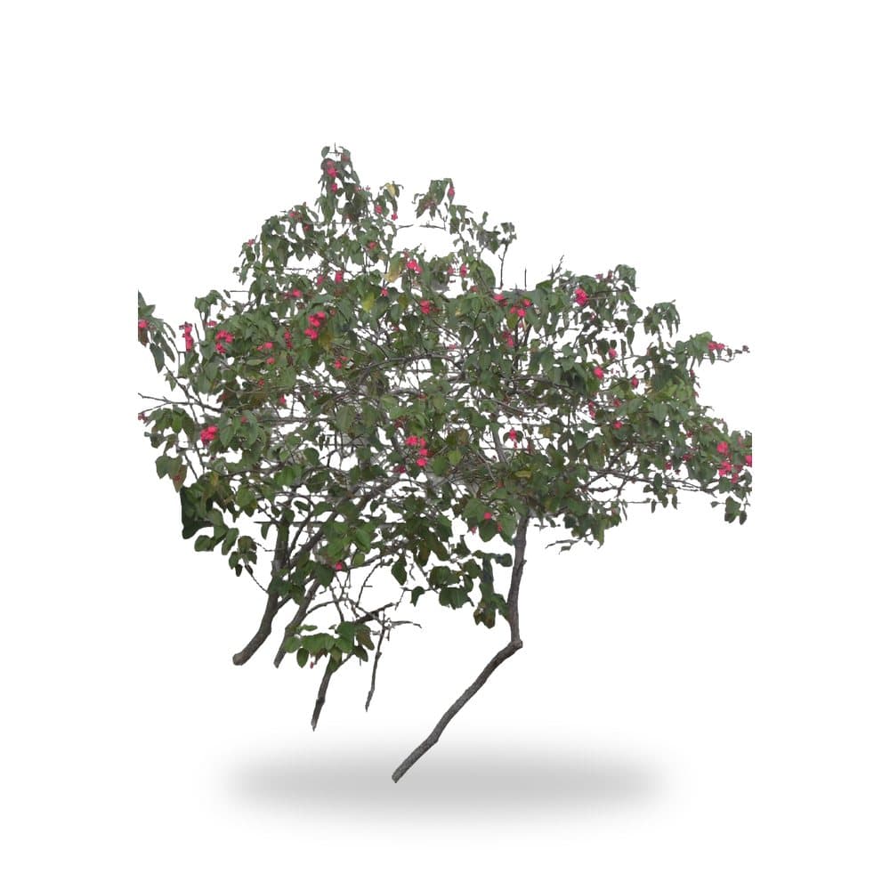 Jatropha Tree