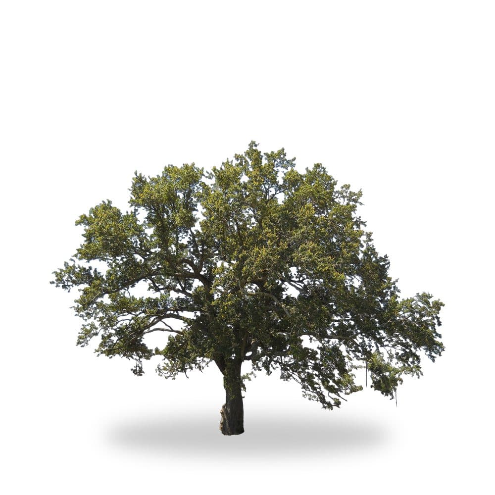 Live Oak Tree, 15 Gallon