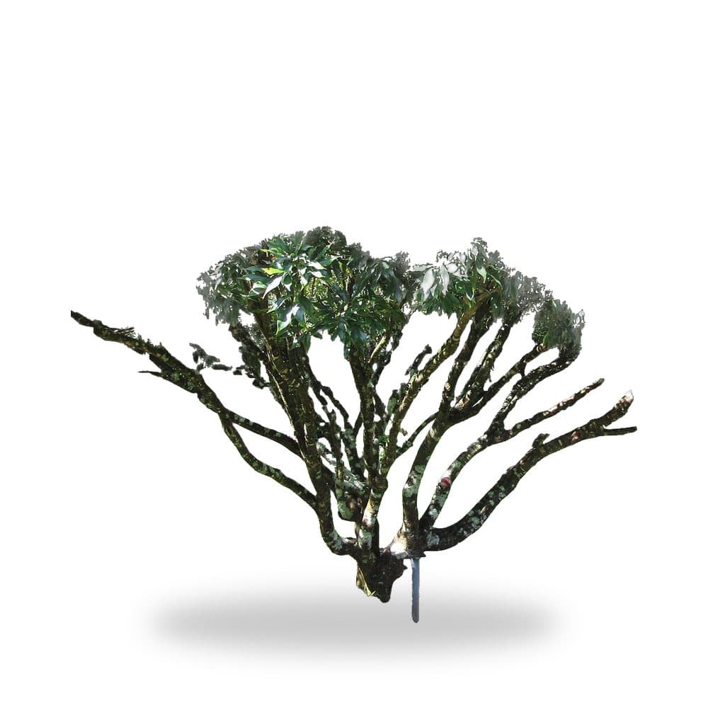 Lychee Tree