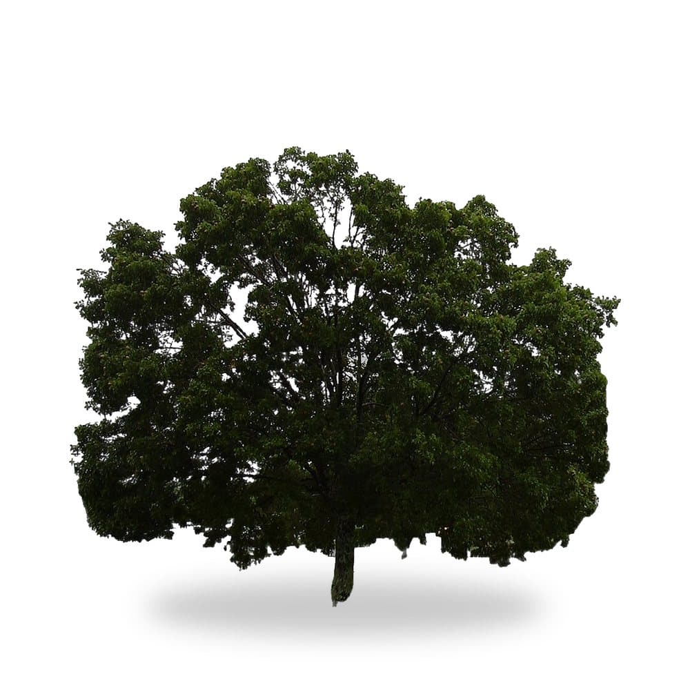 Mahogany Tree