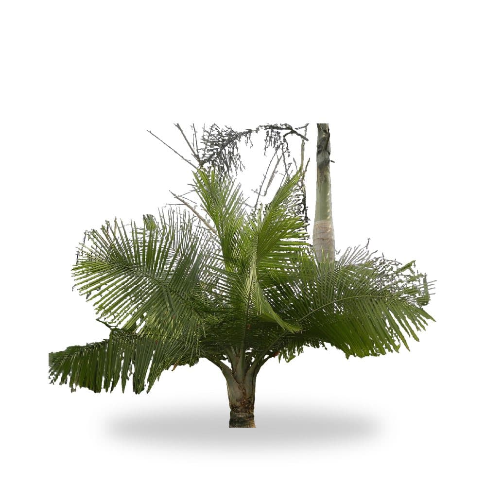 Majesty Palm