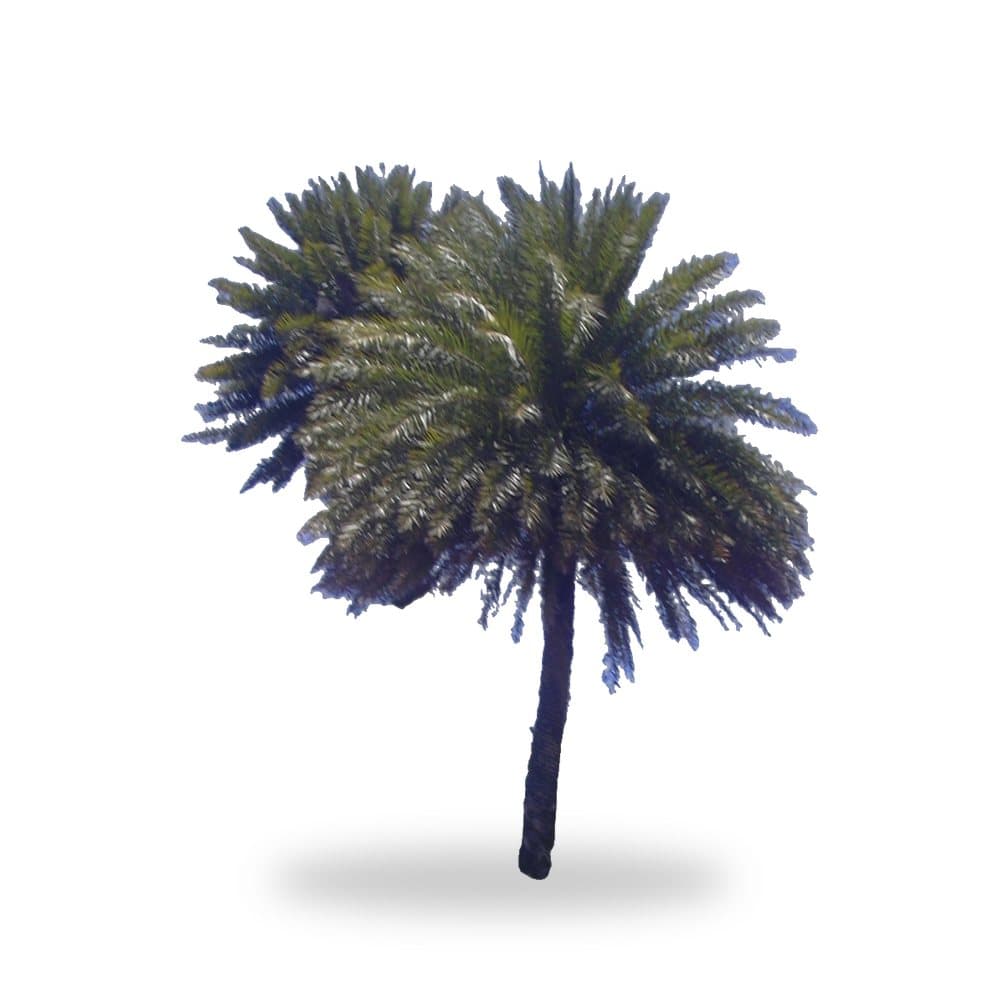 Medjool Date Palm
