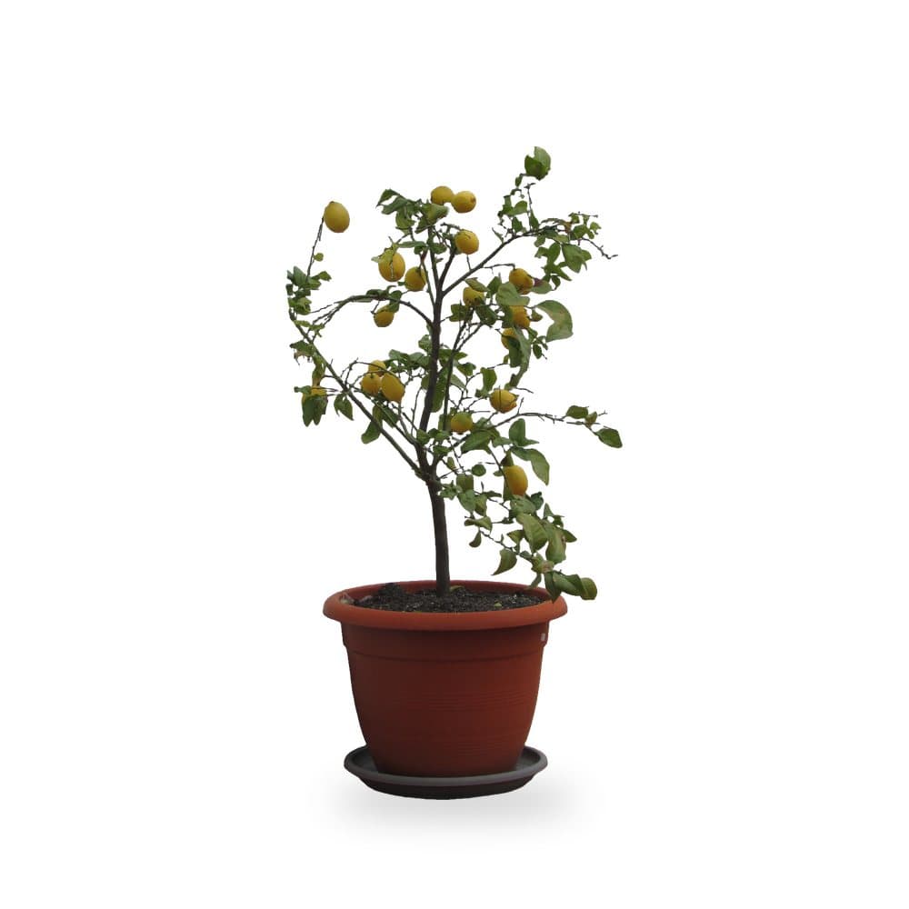 Meyer Lemon Tree