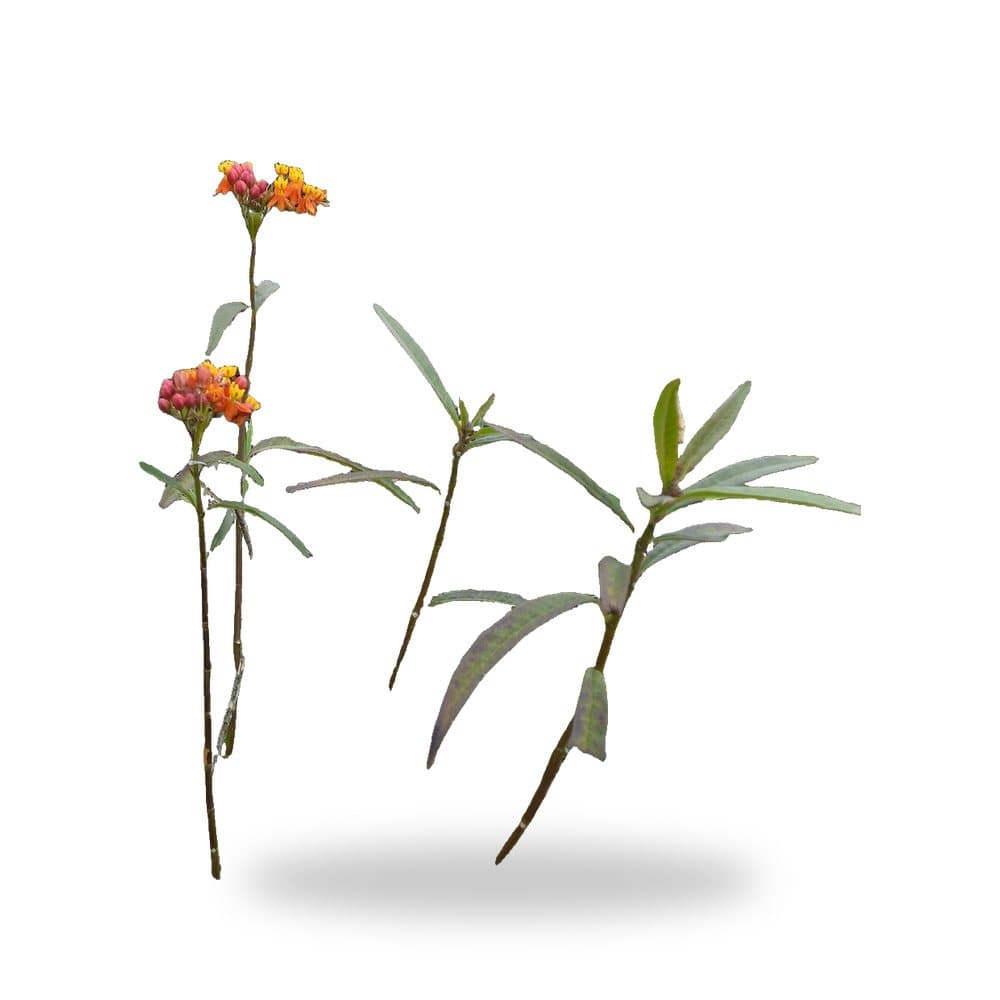 Milkweed