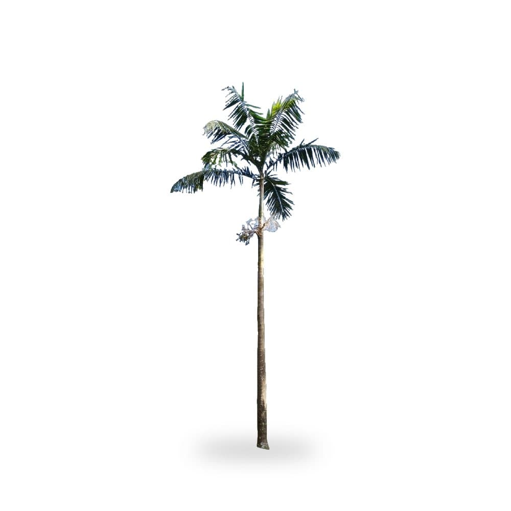 Montgomery Palm