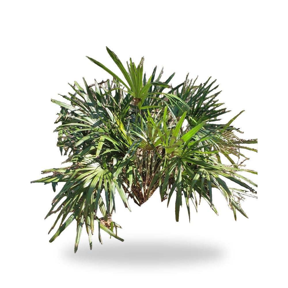 Needle Palm