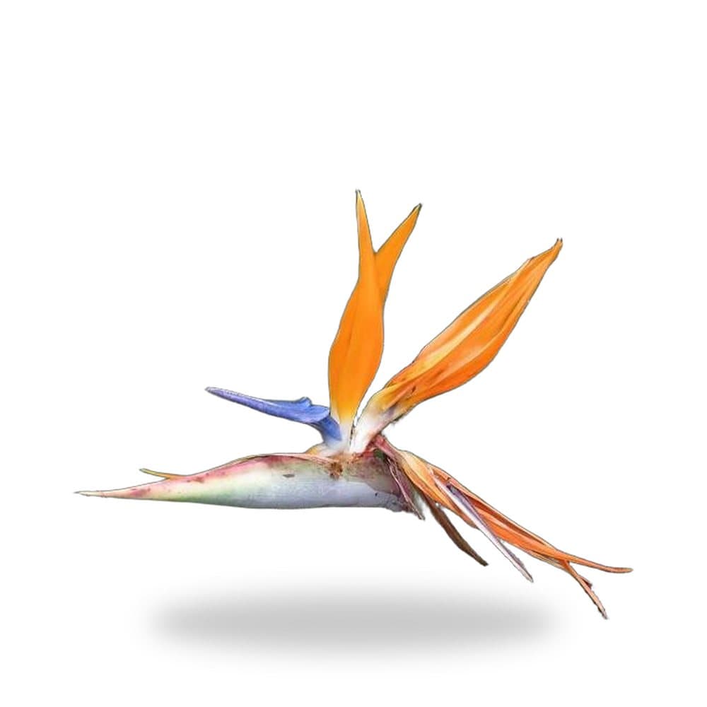 Orange Bird of Paradise
