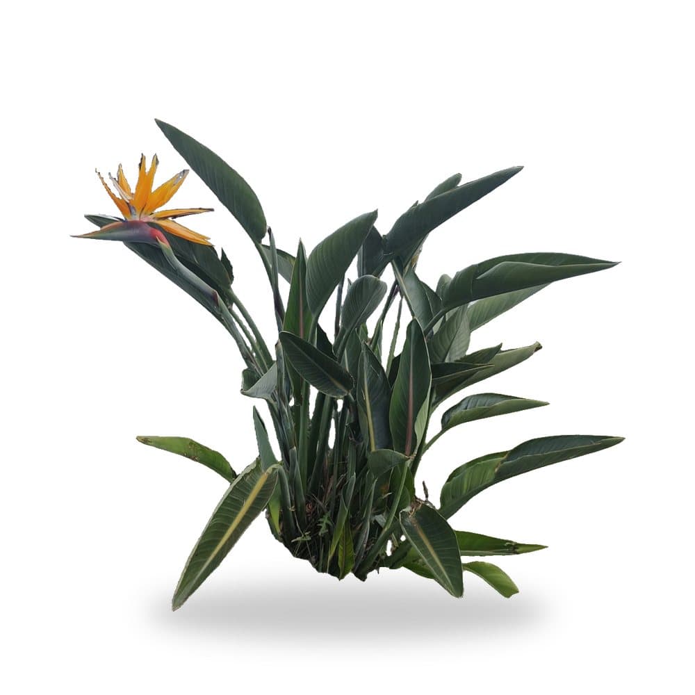 Orange Bird of Paradise