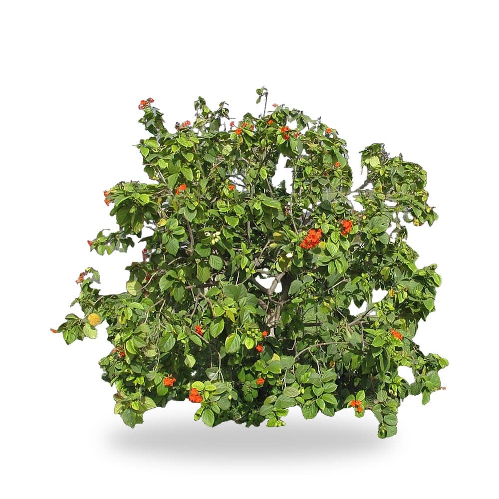 Orange Geiger Tree (25 Gallon) for sale at Florida Palm and Plant Co. in SW Florida