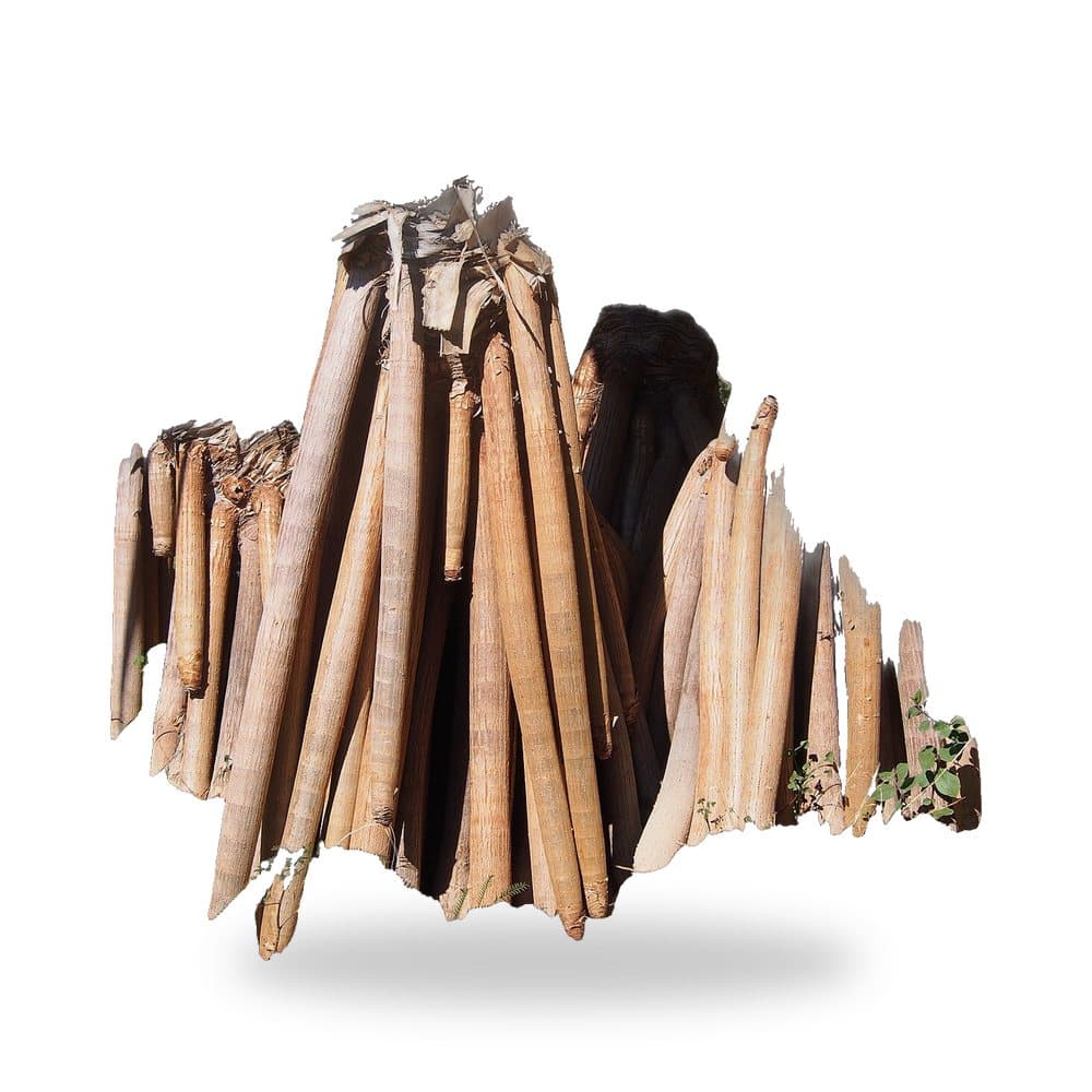 Pandanus (Screw Pine)