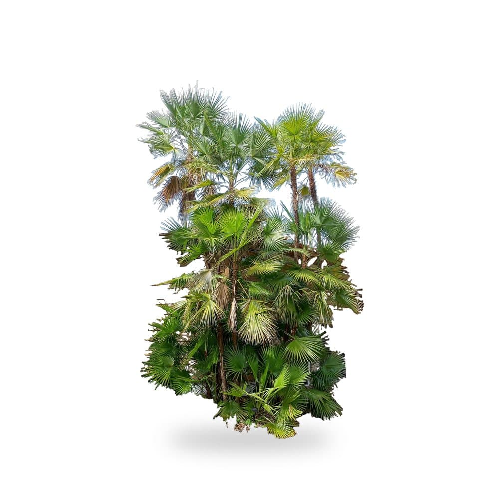 Paurotis Palm