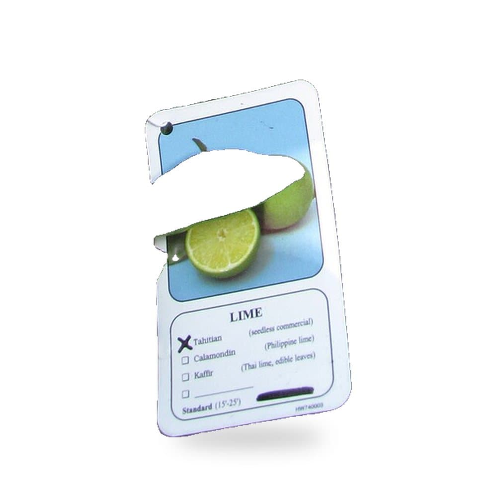 Persian Lime Tree