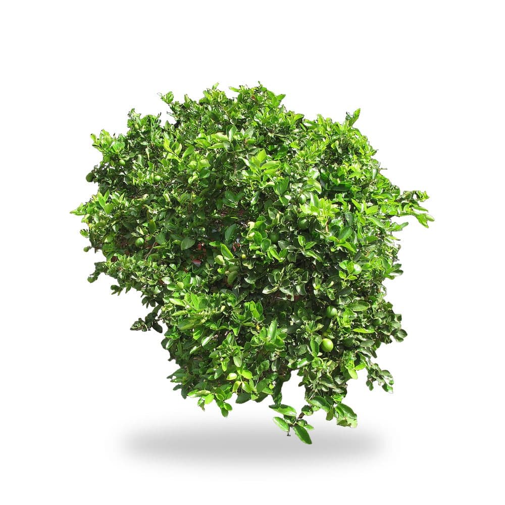 Persian Lime Tree