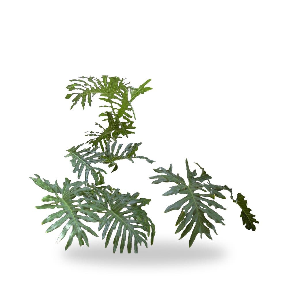 Philodendron Selloum