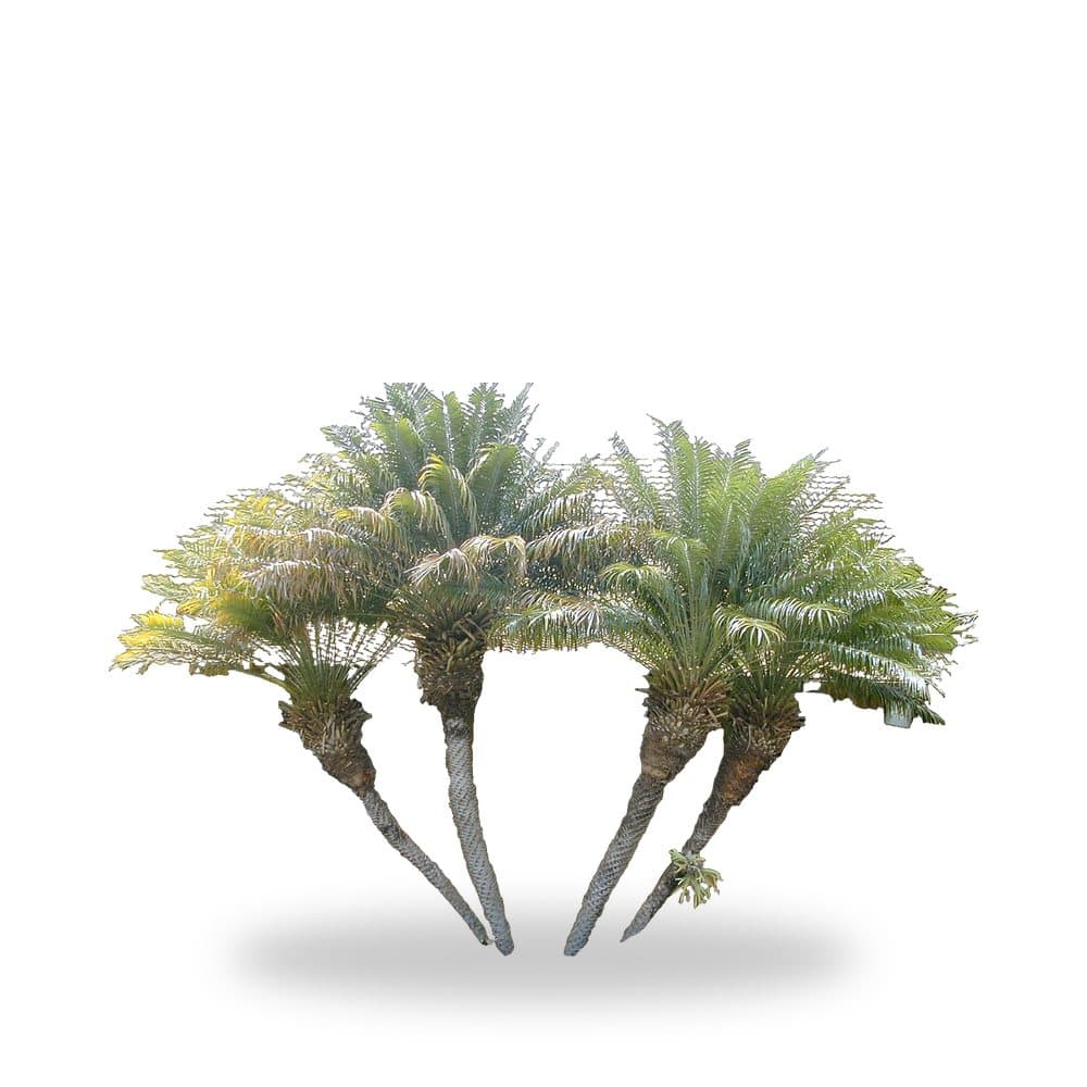 Phoenix Roebelini (Pygmy Date Palm) (3 Gallon) for sale at Florida Palm and Plant Co. in SW Florida