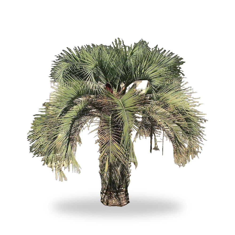 Pindo Palm