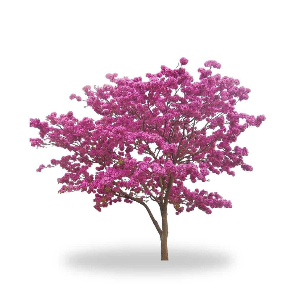 Pink Trumpet Tree Tabebuia
