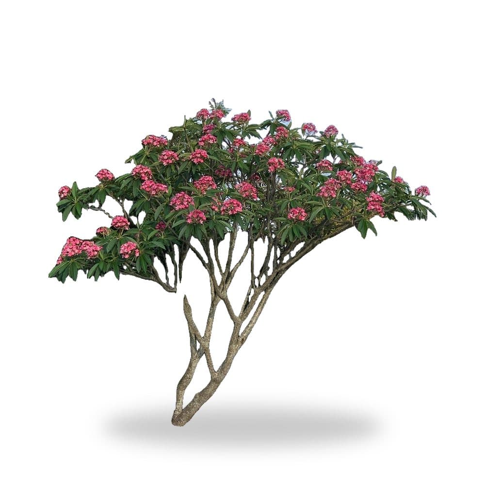 Plumeria Frangipani