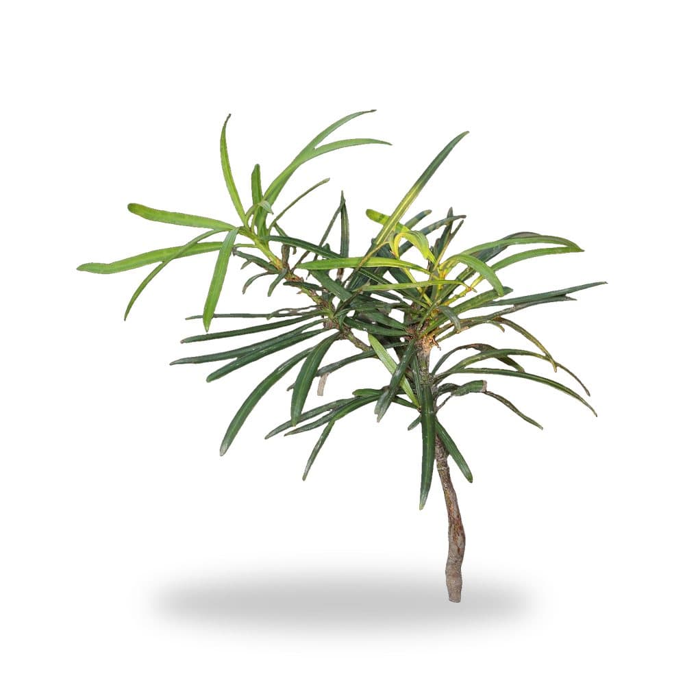Podocarpus Pringles Dwarf